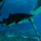 Illustration for article titled Female Shark in Seoul Aquarium Eats Male Shark Because He Kept Bumping Into Her